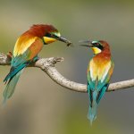 Wedding gift  di F. Fratini